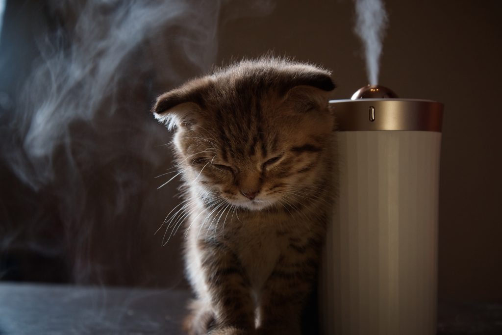 נטרול ריחות כלבים