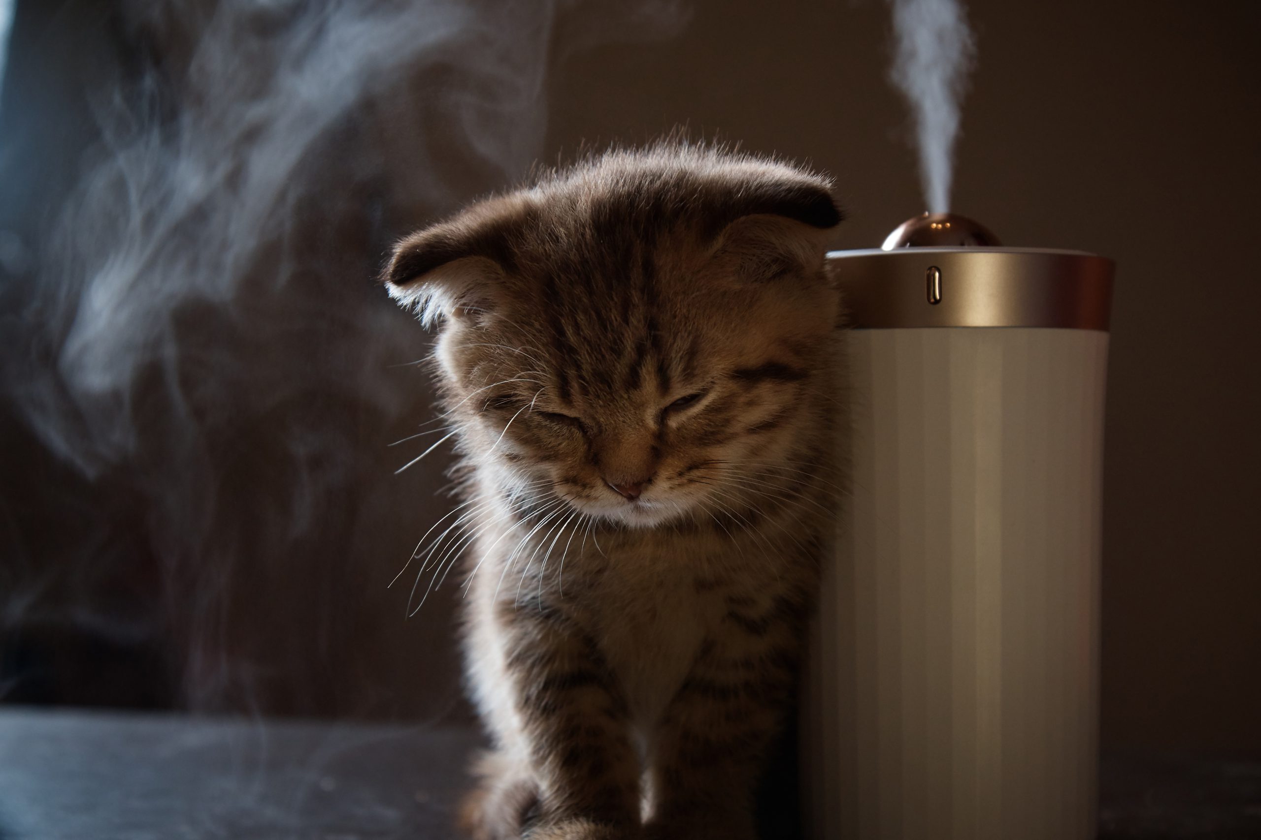 נטרול ריחות כלבים